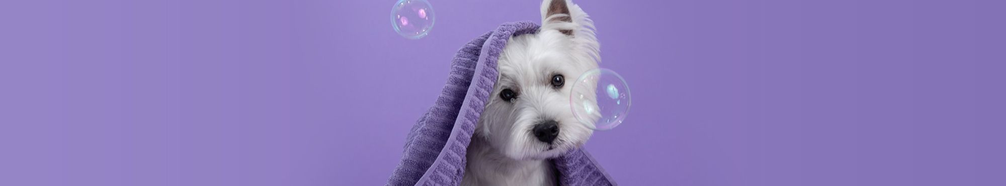 Perfumes para Cães